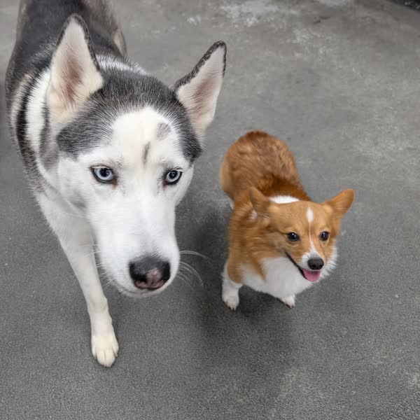 A husky and a corgi on the shop floor at Country Pet Wash