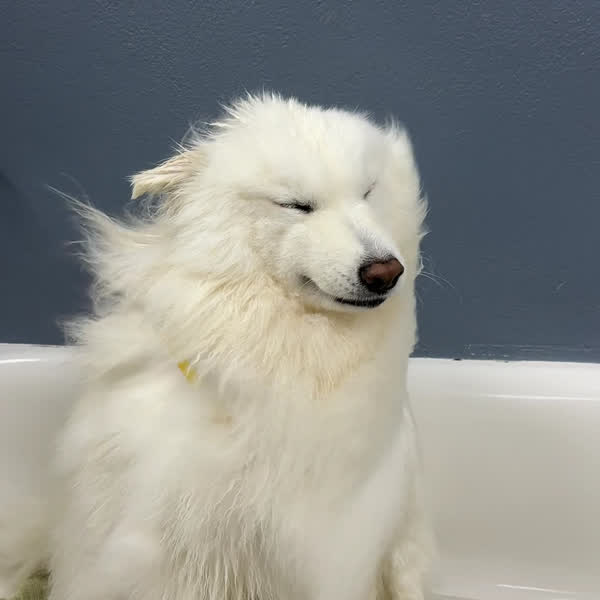 A wet white Samoyed standing in a tub on a green towel